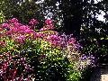 gal/holiday/Yeovil Area 2007 - Tintihull Gardens/_thb_Tintinhull_Gardens_P1010043.jpg